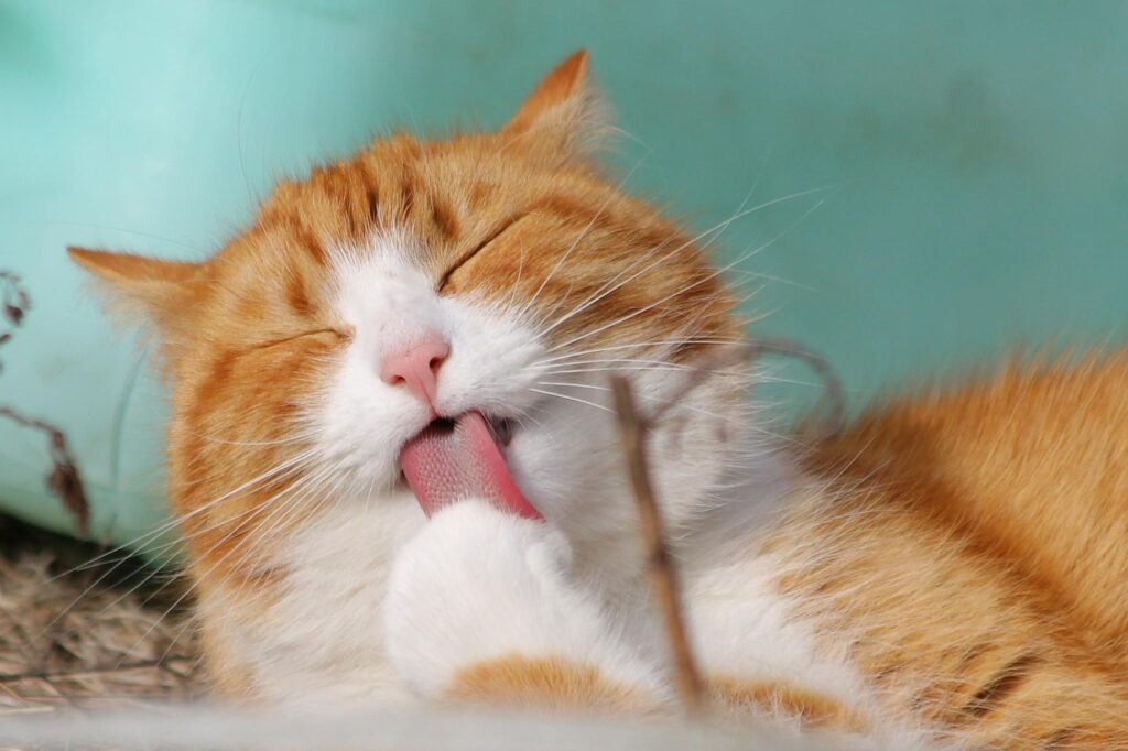 cat, pet, licking, nature, animal, tabby cat, domestic cat, feline, mammal, cute, adorable, portrait